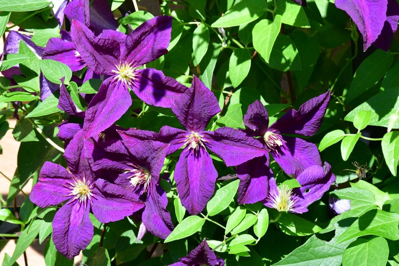 Summer colors